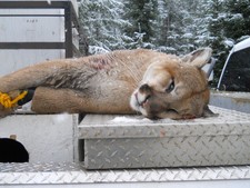 Mountain lion hunting in Montana